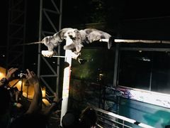 -清迈夜间动物园