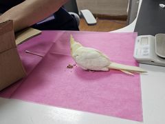 -北京观赏动物医院·24小时大型综合·猫专科·异宠专科