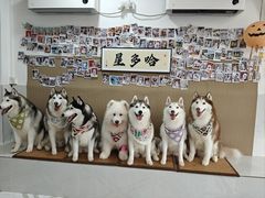 -星多哈·狗咖·拼豆·咖啡