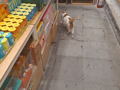 -猫的天空之城概念书店(苏州平江店)