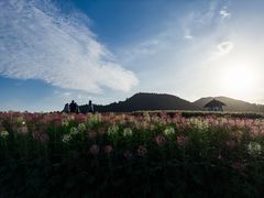 -径山花海