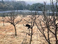 -合肥野生动物园