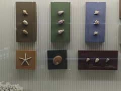 -青岛贝壳博物馆