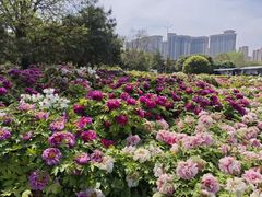 -洛阳市隋唐城遗址植物园