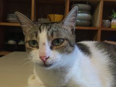 -萌喵宠狗爱心宠咖