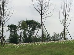 -三圣花乡旅游区