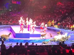 -珠海横琴长隆《卡卡虎奇遇记》