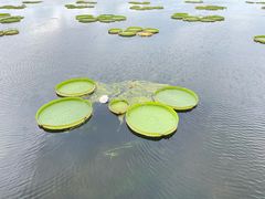 -荷塘月色湿地公园·向阳花洲