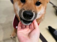 -逗柴咖啡屋·狗咖猫咖宠物桌游