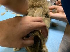 -喜多萌中农锦绣动物医院24H·猫科·牙科MRI·CT
