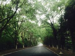 -崇明东平国家森林公园烧烤房车露营地