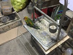 -中环花鸟鱼虫市场