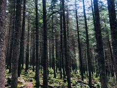 -芦芽山旅游度假区