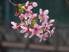 -华南国家植物园-售票处