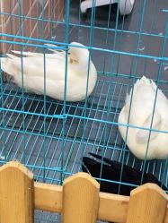 -Moni星球萌宠·小马宝莉·灵蛇·高端高阶全萌宠互动体验俱乐部(红豆国际广场店)
