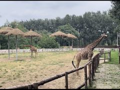 -北京野生动物园