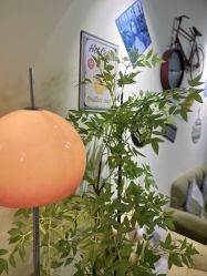 -变美丽半永久纹眉连锁·机器野生眉•洗眉