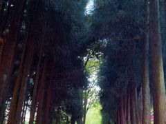 -武陵山森林公园