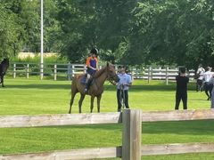 -北京群众马术培训基地