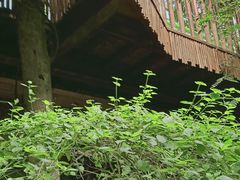 -呀路古热带植物园