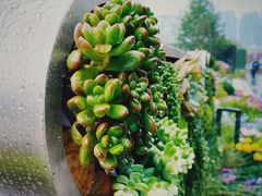 -重庆市江北嘴中央商务区中央公园