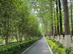 -合肥滨湖国家森林公园