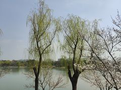 -羊山湖公园