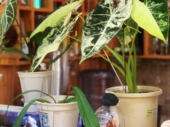 -Rabbit Cafe私房西餐甜点咖啡(栖霞路店)