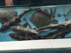 -原龙海鲜大排档(美食地标店)