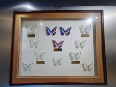 -上海昆虫博物馆