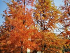 -柳鹭田园区