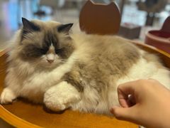 -藏猫猫咖啡主题馆(中央大道店)