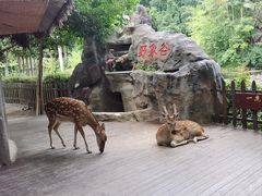 -野象谷景区