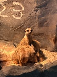 -Zoolung Zoolung动物主题公园(海信广场店)