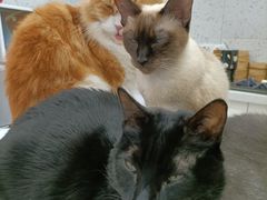 -喵园·猫主题咖啡厅·撸猫·猫咖(国贸店)