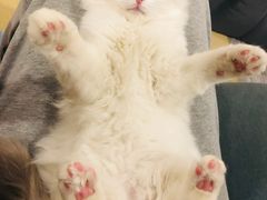 -momokira米努特·德文卷毛猫·棉花面纱犬