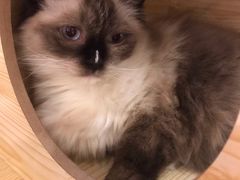 -猫友咖啡店(玉林西路店)