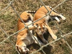 -西霞口神雕山野生动物世界