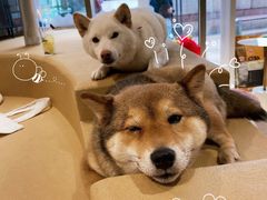 -柴务处·柴犬主题狗咖