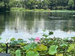 -新江湾城公园