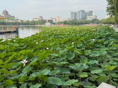 -莲花池公园