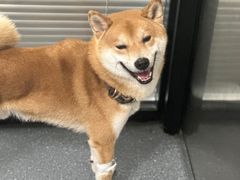 -伟伟宠物医院·CT影像中心·瑞派犬猫综合性门诊(汉口总院)