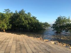 -宝安西湾红树林湿地公园