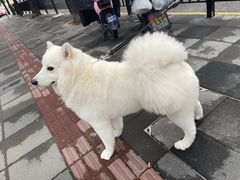 -PETKIT小佩宠物(古北店)