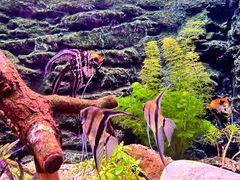 -上海海洋水族馆