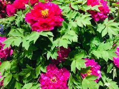 -双季花艺园艺市场(浦东店)