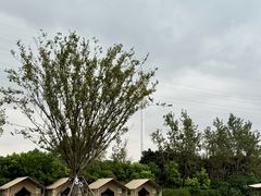 -杭州湾海上花田景区