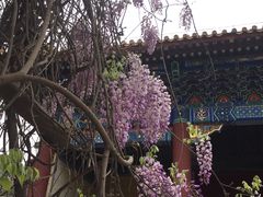 -北京国子监胡同