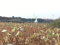 -荷塘月色湿地公园·向阳花洲