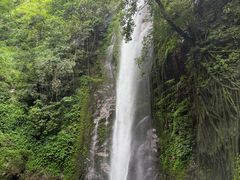 -莫里热带雨林景区